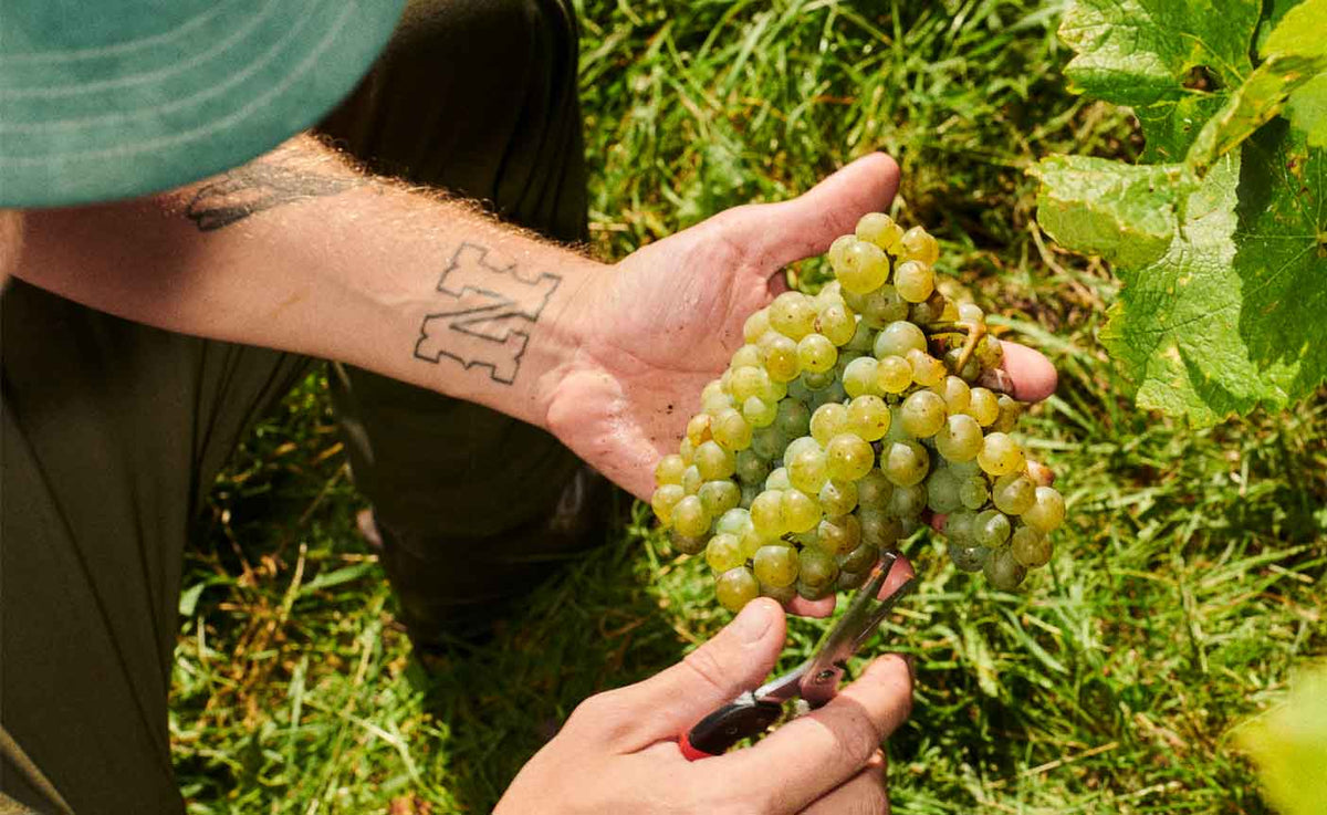 Vinifera